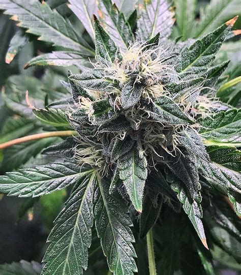 Original Bruce Banner Regular Seeds For Sale Herbies