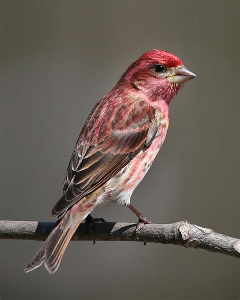 Finches Eight Of The Ten Species Expected In Indiana Have Been