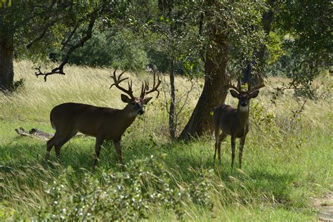 Still Waters Ranch Whitetail Deer Breeding Photo Gallery