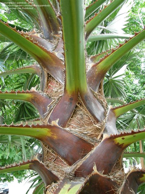 Plantfiles Pictures Washingtonia Species Mexican Fan Palm Skyduster