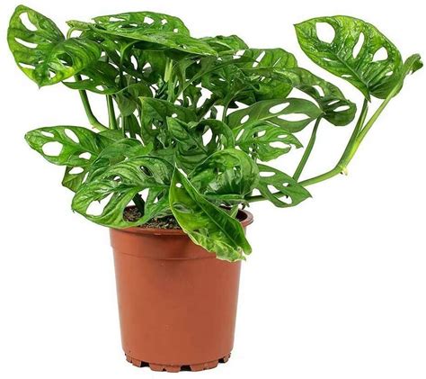Live Indoor Plants Live Plants Fast Growing Climbers Order Plants