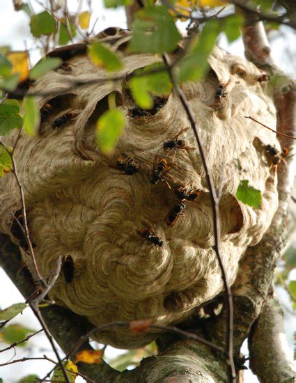 Featured News Asian Hornet Nests Found By Radio Tracking University Of Exeter