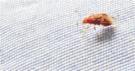 How Fast Can Bed Bugs Spread Livestrongcom
