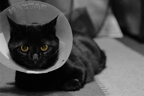 How To Care For Your Cat After Spaying Or Neutering 12 Vet Approved Tips Excited Cats
