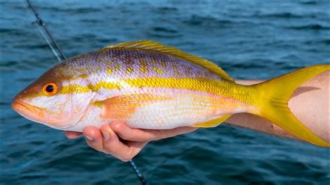 Yellowtail Snapper Catch Clean Cook Amazing Recipe