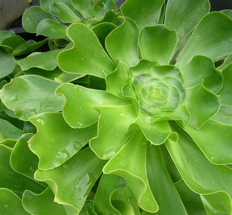 10 Surprising Low Water Plants Sunset Magazine