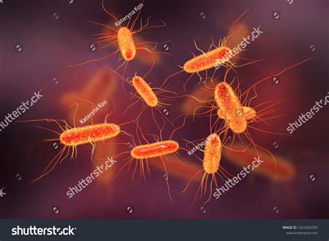 Escherichia Coli Bacterium Li Bacterias Gramnegativas Ilustración De Stock 1022303395
