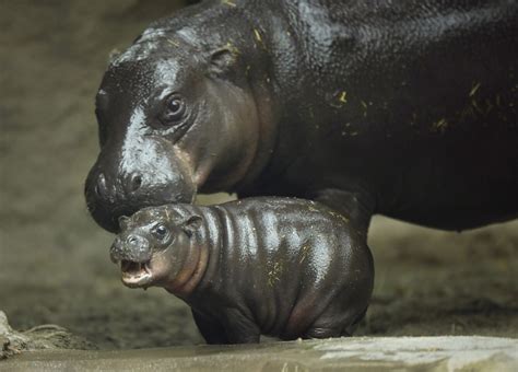 Zoos Baby Pygmy Hippo Makes Splashy Debut The San Diego Union Tribune