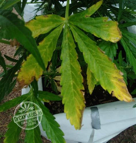 How To Fix Cannabis Potassium Deficiency K Photos And Chart