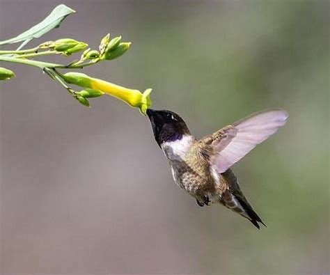 Hummingbirds See Nonspectral Colors Humans Can Only Imagine