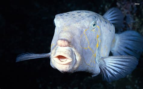 Deep Sea Fish That Has Human Facial Expressions Survives In The