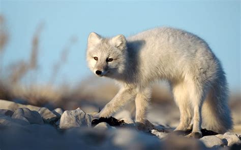 White Fox Wallpapers Wallpaper Cave