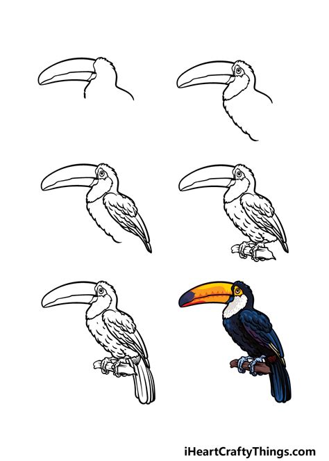 Toucan Drawing For Kids