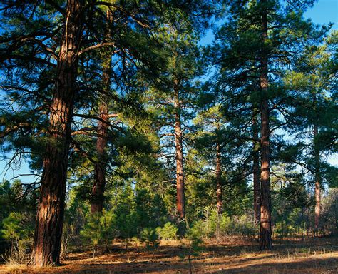 Ponderosa Pine Tree Forest Kaibab Photograph By Panoramic Images