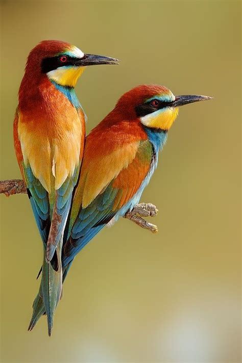 Colorful Colorful Birds Pet