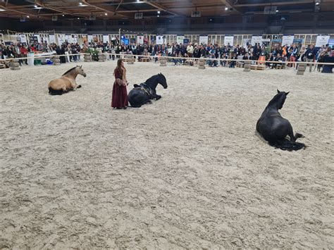 Normandy Horse Meetup 2022 Conseil Des Chevaux De Normandie