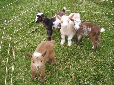 Cute Baby Nigerian Dwarf Goats Baby Farm Animals Cute Animals Baby