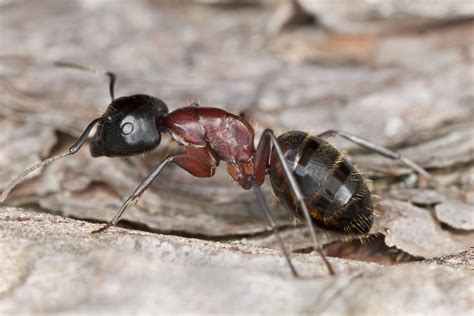 Carpenter Ants Coming To Your Home This Spring