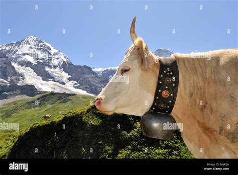 Portrait Of Brown Alpine Cow Bos Taurus With Cowbell In Meadow Swiss