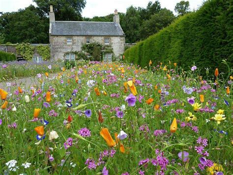 Pin By Tajana Kv On Garden Wild Flower Meadow Wildflower Garden