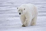 全球暖化棲地驟減》北極熊遭人畫上二戰坦克T-34記號 保育專家憂心造成生存危機-風傳媒