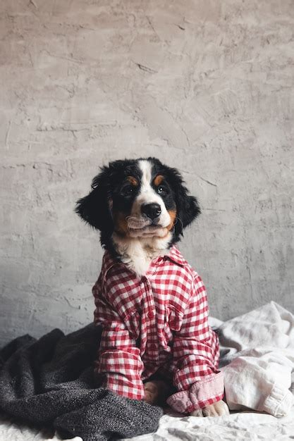 Premium Photo Cute Bernese Mountain Dog With Red Shirt On Blanket
