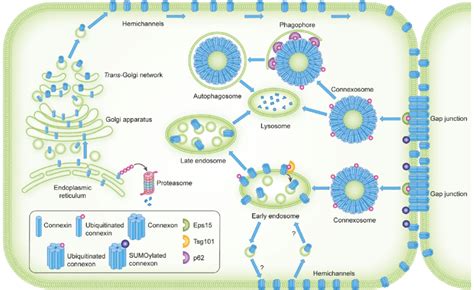 Intracellular Trafficking And Ubiquitination And Sumoylation Of