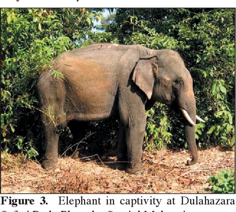 Figure 3 From Current Status Of Asian Elephants In Bangladesh