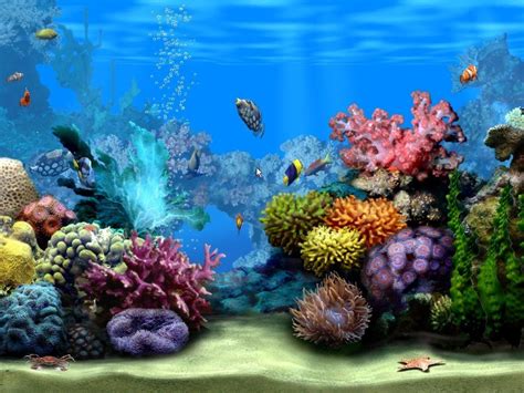 Aquarium Wallpapers And Screensavers Wallpapersafari