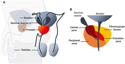 Frontiers Zinc Deficiency In Men Over 50 And Its Implications In