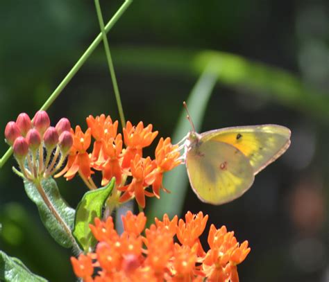 Texas Butterflies And Moths Of North America