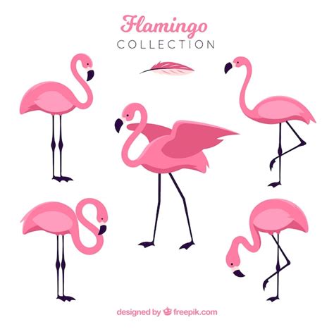 Flamingo Images Free Vectors Stock Photos And Psd