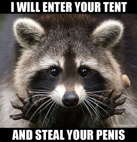 21 Hate Camping Memes Raccoons Spiders Bears Oh My