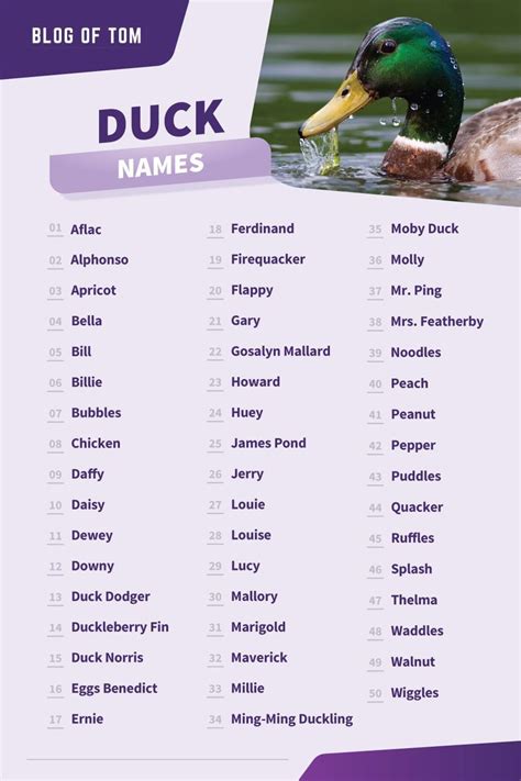 Duck Names Cute Cool And Funny Ideas For Males And Females Funny