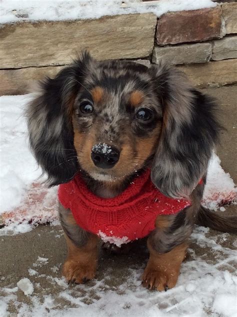 Long Haired Piebald Mini Dachshund For Sale Bleumoonproductions