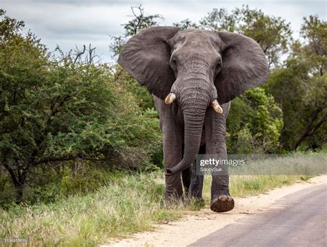 Bull Elephant Elephant Love Parc National Kruger Royalty Free Images Stock Images Free