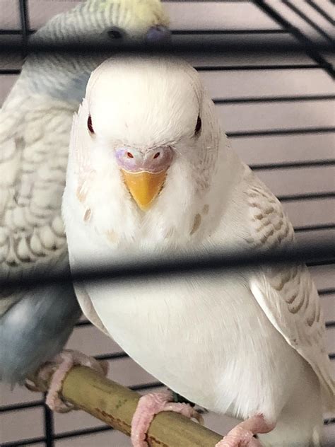 Albino Budgie Please Can You Help Me Know The Gender Of This Cutie R