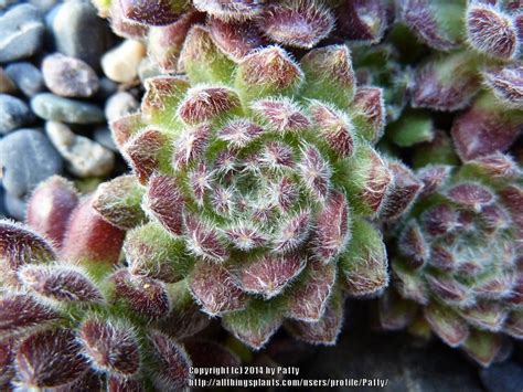 Photo Of The Entire Plant Of Hen And Chicks Sempervivum Pacific Plum