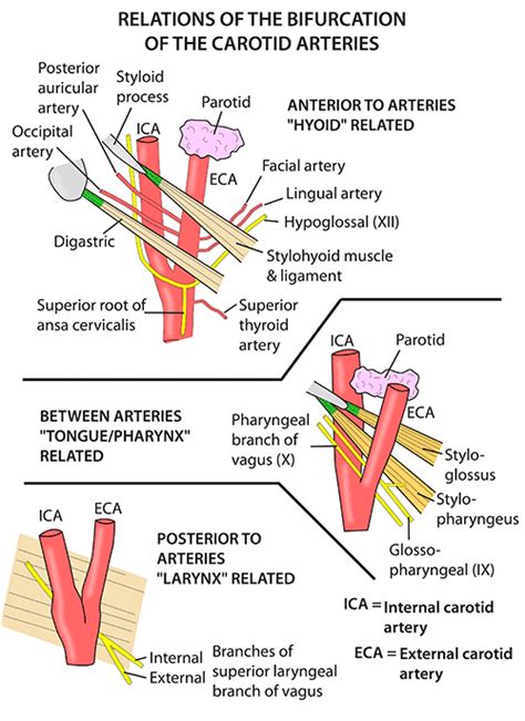 Instant Anatomy Head And Neck Areas Organs Carotid Arteries