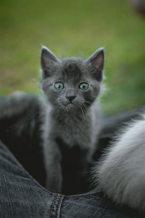 Selective Focus Photography Of Gray Cat Photo By Guilhermestecanella On