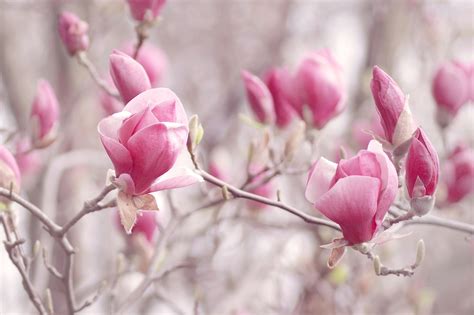 26 Flores Mágicas Que Empiezan Por M Detalles De Cultivo