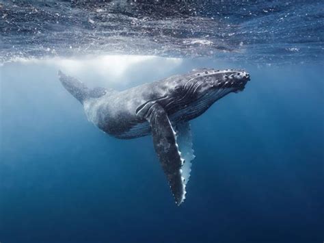 Download and use 200+ humpback whale stock photos for free. Tonga Underwater with Humpback Whales and Grant Thomas ...