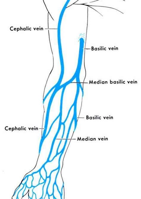 Forearm Vein Anatomy
