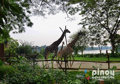 Take a taxi from bangkok (approximately 1 hour from central city). Singapore Zoo and Night Safari Adventure (with Tips and ...