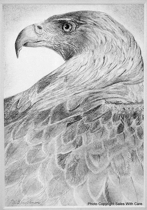 Birds Of Prey Pencil Art Golden Eagle Bird Of Prey Raptor Graphite Pencil Drawing By Diane