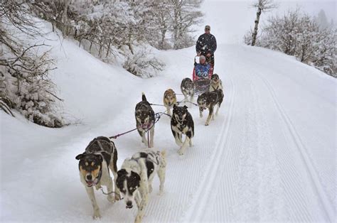Dog Sledding Rides Near Steamboat Springs Colorado Must See Explore