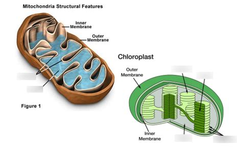 What Is The Diagram For The Structure Of A Chloroplast Biology My Xxx