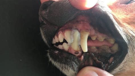 Dogs Mouth Glued Together After Chewing Flyer Bbc News