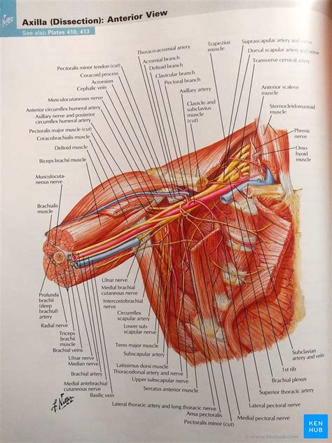 Frank Netters Atlas Of Human Anatomy Review Kenhub