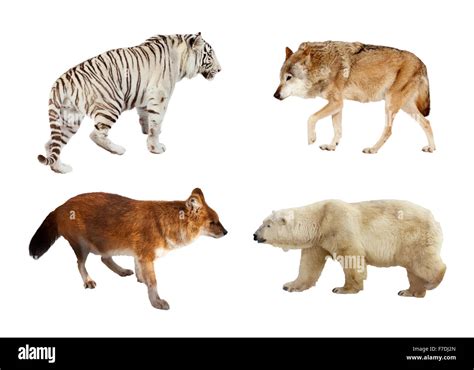 Set Of Carnivora Mammals Isolated Over White Background Stock Photo